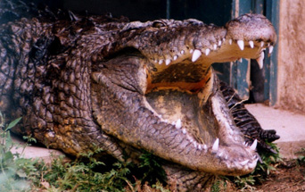 gustave crocodile primeval